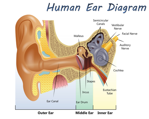 Ear diagram